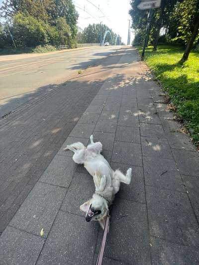 Wo sind die Golden Retriever Liebhaber?-Beitrag-Bild