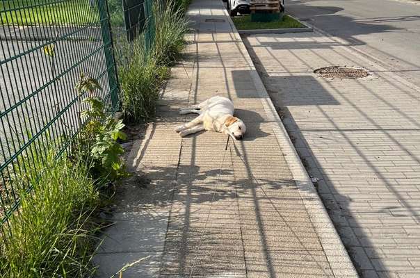 Wo sind die Golden Retriever Liebhaber?-Beitrag-Bild