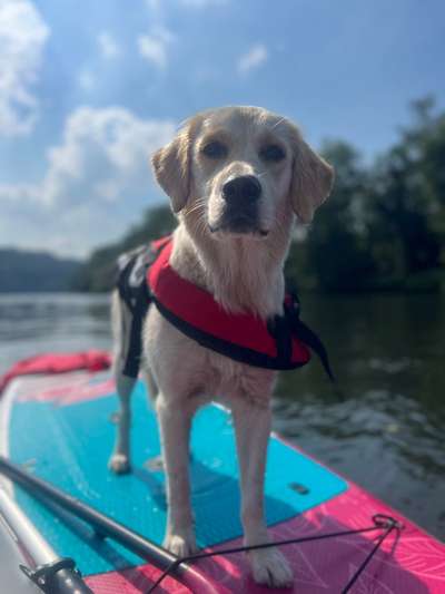 Wo sind die Golden Retriever Liebhaber?-Beitrag-Bild