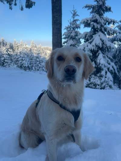 Wo sind die Golden Retriever Liebhaber?-Beitrag-Bild