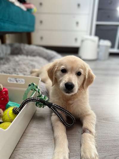 Fotosammlung: ,,Der natürliche Hund" Unbearbeitet, ungestellt und in Natura-Beitrag-Bild