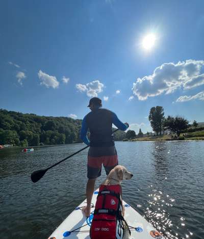 Wo sind die Golden Retriever Liebhaber?-Beitrag-Bild