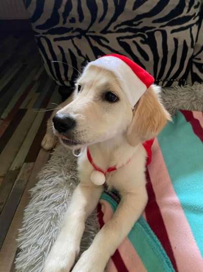 Wo sind die Golden Retriever Liebhaber?-Beitrag-Bild