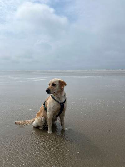 Wo sind die Golden Retriever Liebhaber?-Beitrag-Bild