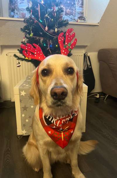 Wo sind die Golden Retriever Liebhaber?-Beitrag-Bild