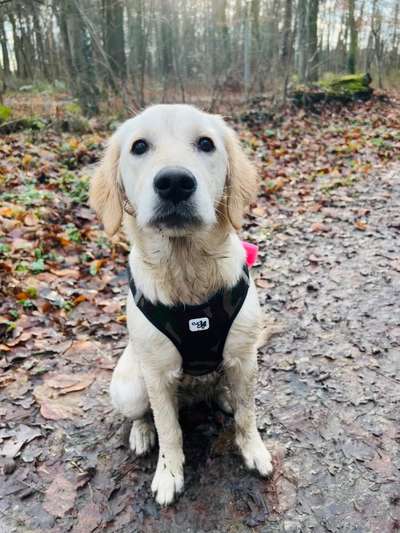 Fotosammlung: ,,Der natürliche Hund" Unbearbeitet, ungestellt und in Natura-Beitrag-Bild