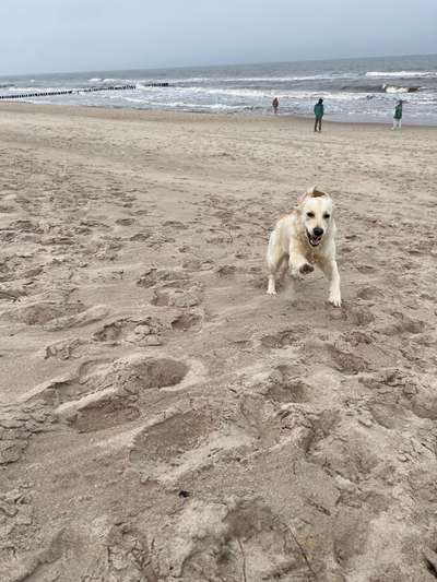 Wo sind die Golden Retriever Liebhaber?-Beitrag-Bild