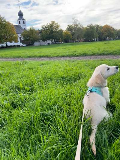 Fotosammlung: ,,Der natürliche Hund" Unbearbeitet, ungestellt und in Natura-Beitrag-Bild