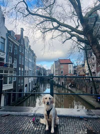 Wo sind die Golden Retriever Liebhaber?-Beitrag-Bild