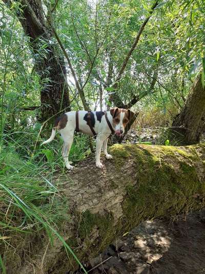 Die wunderschöne Welt mit Hund.-Beitrag-Bild