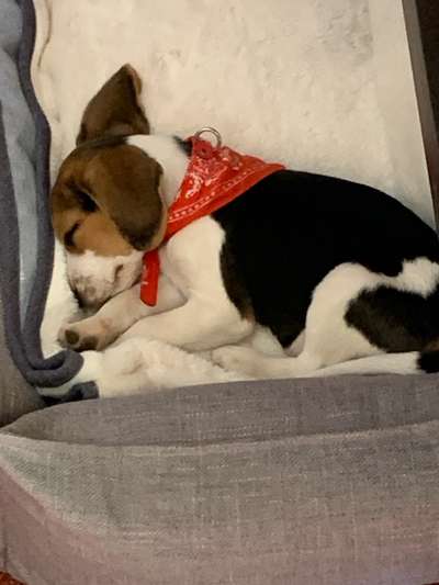 Welpen Bilder !-Beitrag-Bild