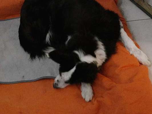 Rassen und ihre Eigenschaften-Beitrag-Bild