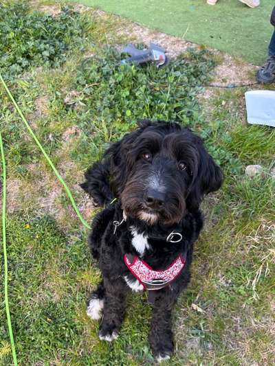 Wie heißt dein Hund?-Beitrag-Bild