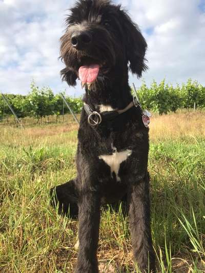 Wer hat alles einen Pudel mix-Beitrag-Bild