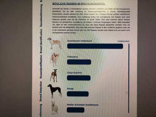 Welche Rasse könnte hier drin stecken?-Beitrag-Bild