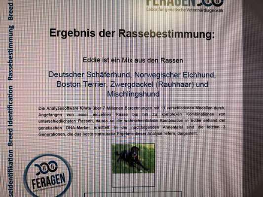 Welche Rasse könnte hier drin stecken?-Beitrag-Bild