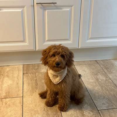 Hundetreffen-Scheuer Doodle (Junghund) sucht positive Hundekontakte-Bild