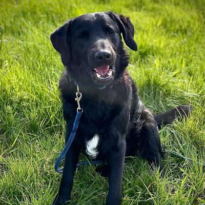 Hundetreffen-Jemand aus Kalchreuth/Röckenhof hier-Bild