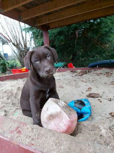 CHALLENGE NR. 19 - Der Hundeblick-Beitrag-Bild