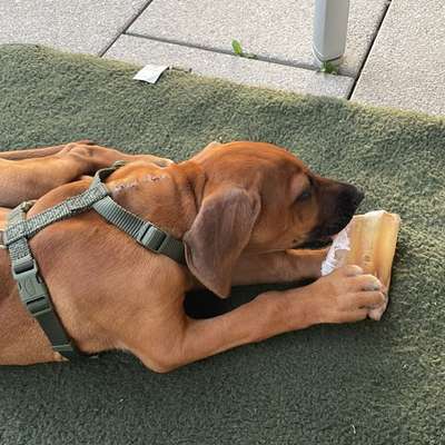 Hundetreffen-Welpentreffen Ammerbuch-Bild