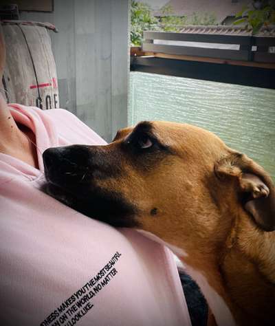 Dogorama Photo Challenge - Hundeblick zum hinschmelzen-Beitrag-Bild