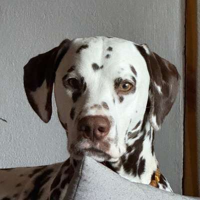 Hundetreffen-Freundliche Hundekontakte und gemeinsame Gassirunde-Bild