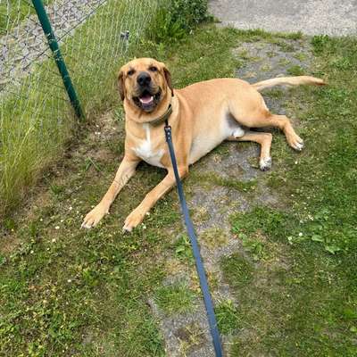 Hundetreffen-Gassipartnerinnen in Taufkirchen-Bild