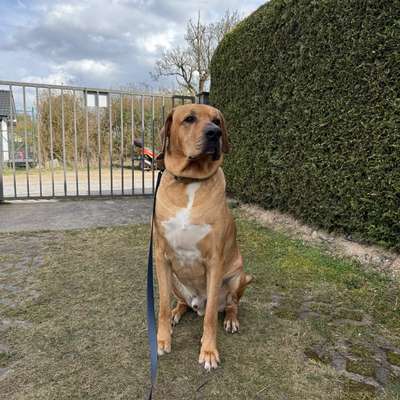 Wo sind denn hier die Broholmer?-Beitrag-Bild