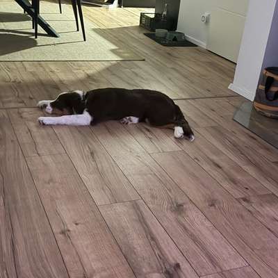 Hundetreffen-Blieskastel-Bild