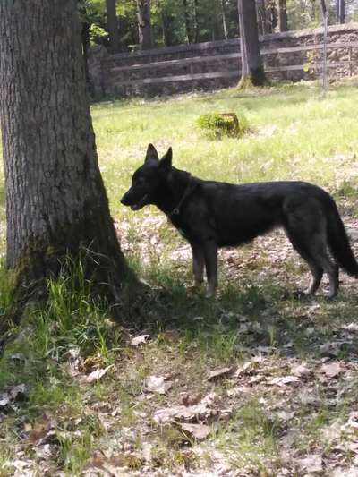 Der Gewichts-Thread-Beitrag-Bild