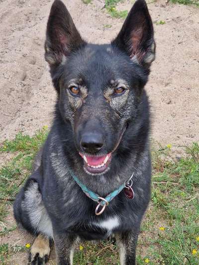 Hund alleine lassen? Jobs Homeoffice?-Beitrag-Bild