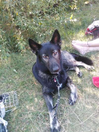 Spitzname(n) Deines Hundes-Beitrag-Bild