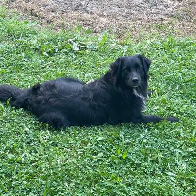 Hundetreffen-Trainingsbuddy gesucht-Bild