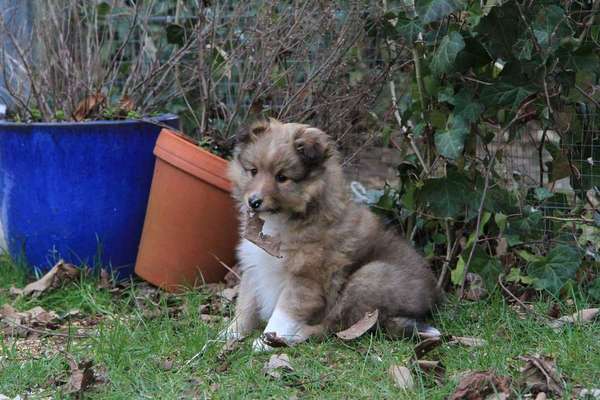 Welpen Bilder !-Beitrag-Bild