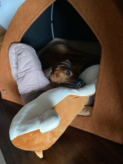 Rhodesian Ridgeback-Beitrag-Bild