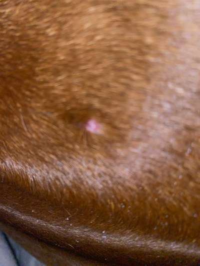 Rhodesian Ridgeback-Beitrag-Bild