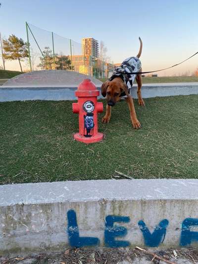 Rhodesian Ridgeback-Beitrag-Bild