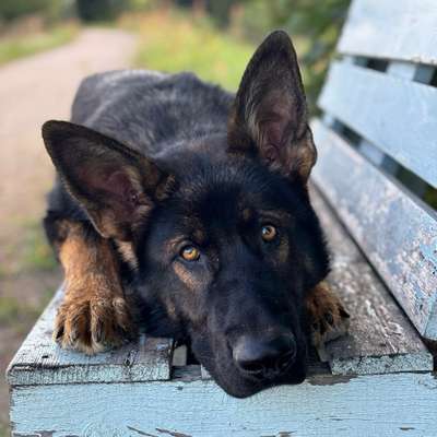 Hundetreffen-Übungsgruppe Hundebegegnungen