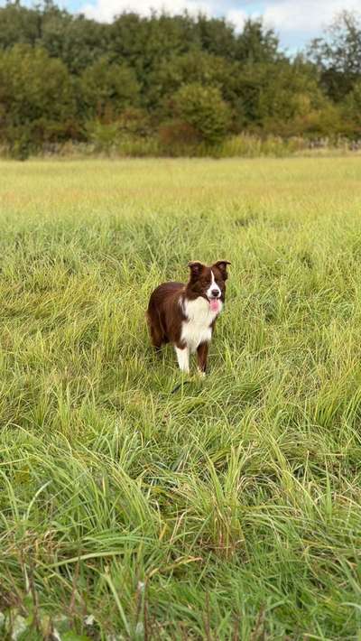 Hundetreffen-Fetzen, Toben, Rangeln-Bild