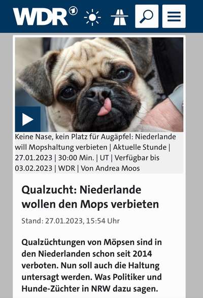 Brachycephale Hunderassen-Beitrag-Bild