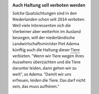 Brachycephale Hunderassen-Beitrag-Bild