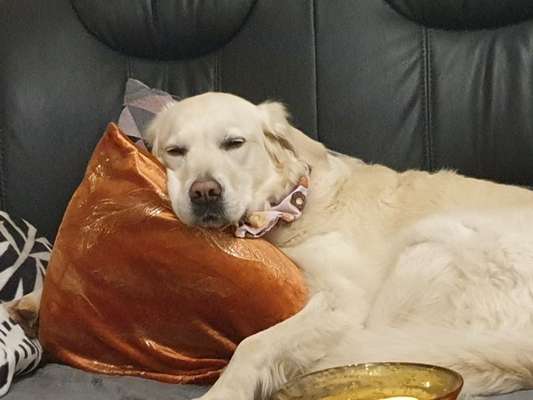 Wo sind die Golden Retriever Liebhaber?-Beitrag-Bild