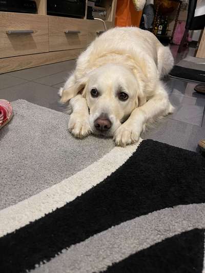 Wo sind die Golden Retriever Liebhaber?-Beitrag-Bild