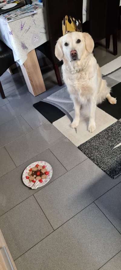 Wo sind die Golden Retriever Liebhaber?-Beitrag-Bild