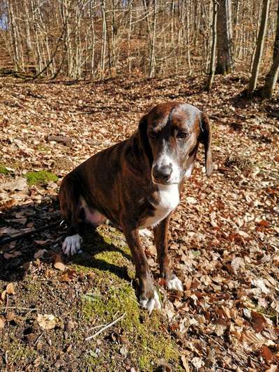 Seltene Rassen!-Beitrag-Bild