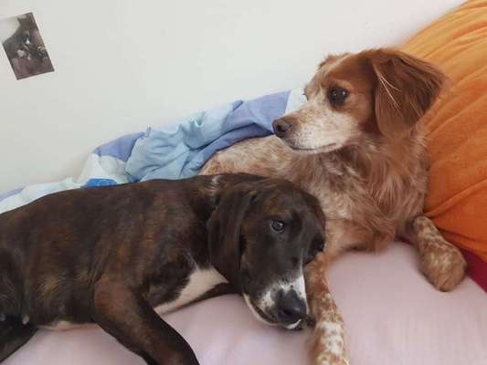 Bester Freund, Hundekumpel - zeigt her!-Beitrag-Bild