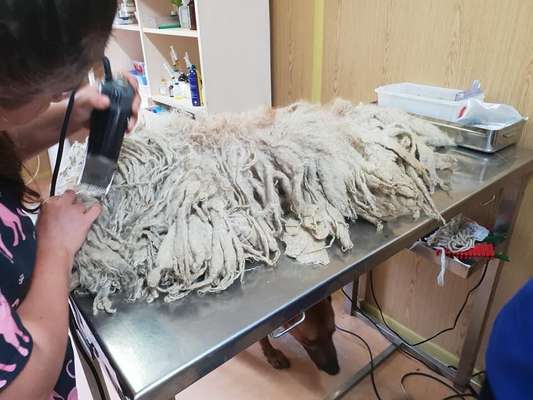 Lagotto Romagnolo Besitzer-Beitrag-Bild