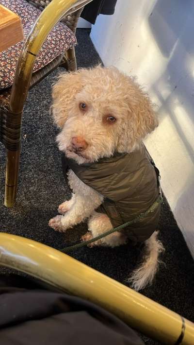 Lagotto Romagnolo Besitzer-Beitrag-Bild