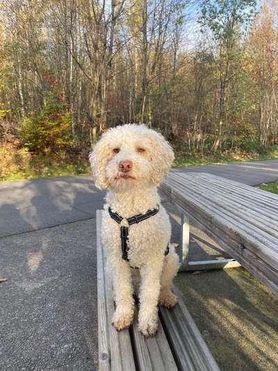 Lagotto Romagnolo Besitzer-Beitrag-Bild