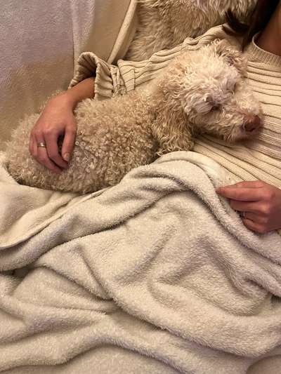 Lagotto Romagnolo Besitzer-Beitrag-Bild